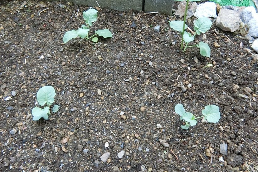 畑に植わっている茎ブロッコリー普通のブロッコリー