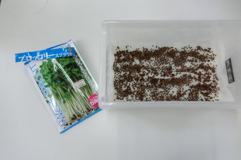 容器に入ったブロッコリースプラウトの種と袋