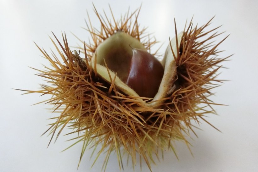 トゲトゲにおおわれた栗