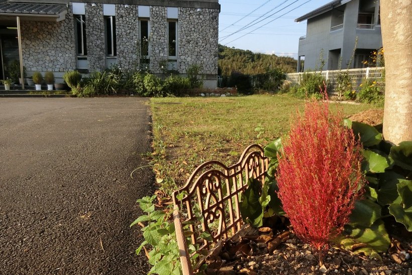 真っ赤になったコキア