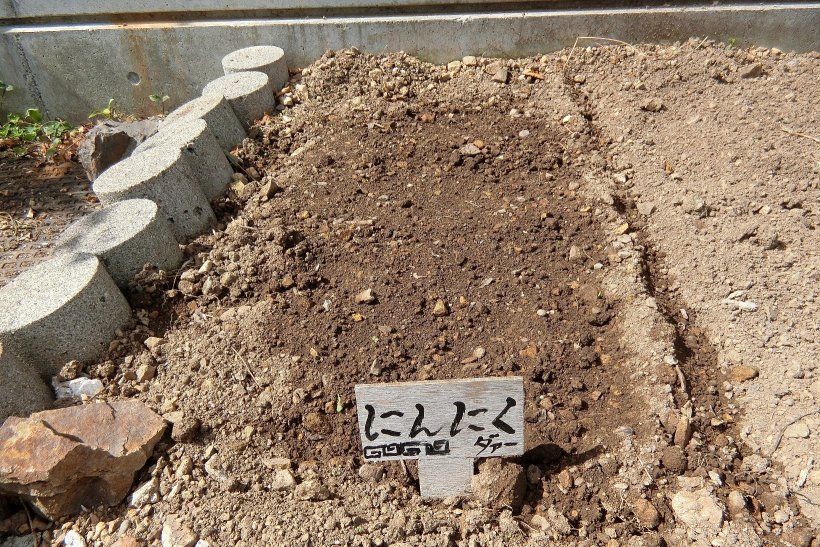 ニンニクを植えた畑