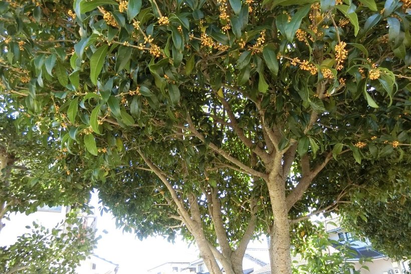 キンモクセイの写真