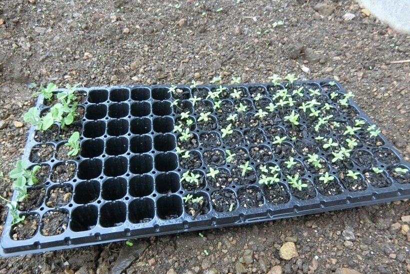 双葉やツルが伸びてきた春菊・絹さや