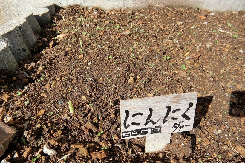 ニンニクの新芽が畑から出てきている