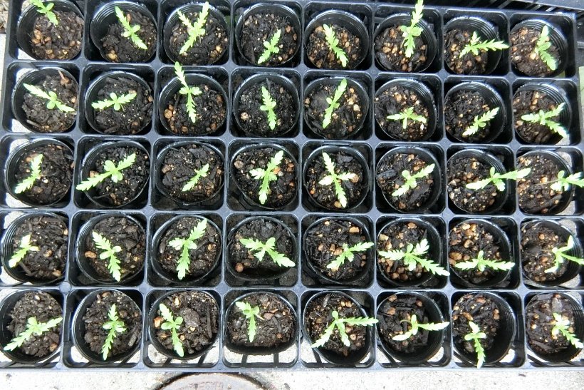 植え替えて少し大きくなった春菊