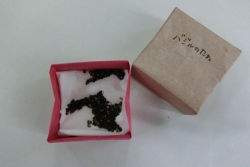 バジルの種　写真