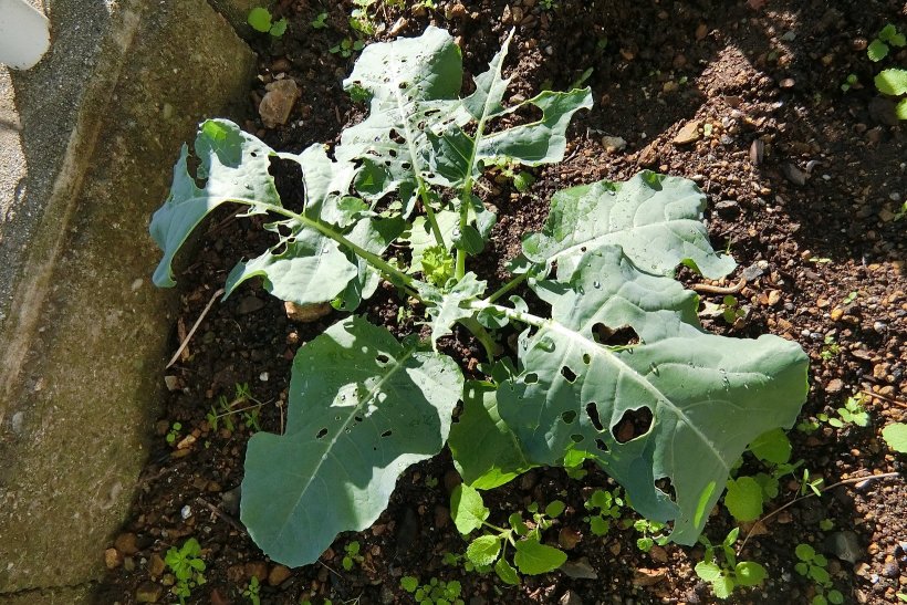 葉っぱを食べられたブロッコリーの葉っぱ