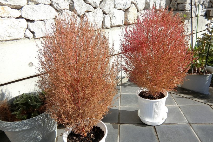 茶色くなっているコキア