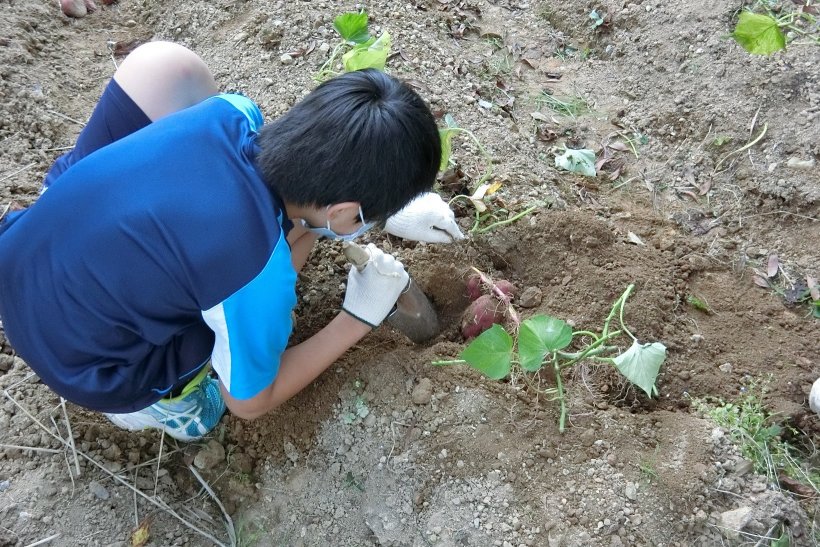 お芋ほりの写真