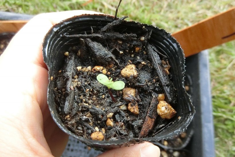 芽が出たアスター