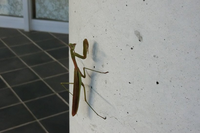 柱にいるカマキリ