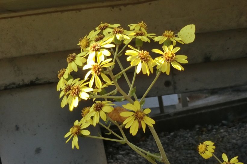 この中に昆虫がいる！？