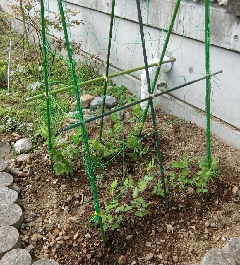 ネットと棒でできた絹さや.さやえんどうのお家