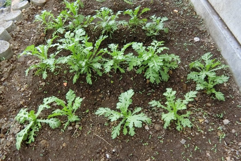 大きくなった春菊