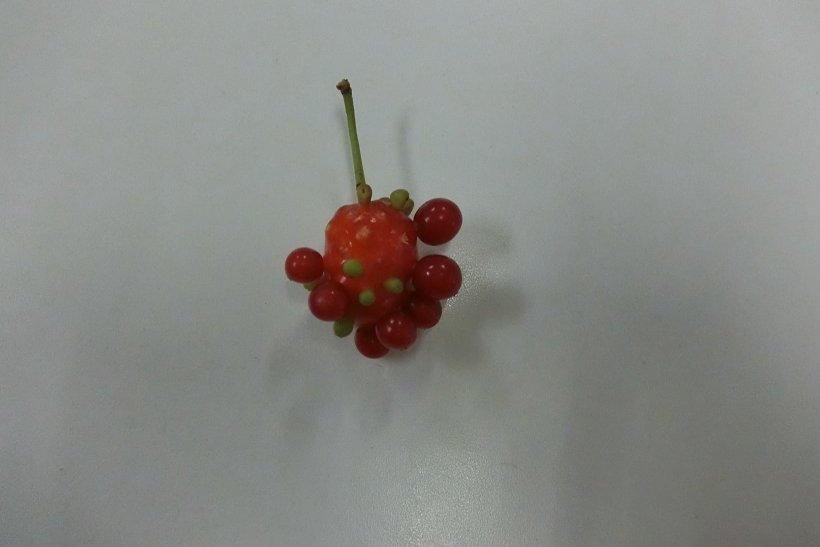 不思議な実の写真