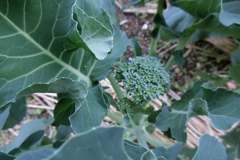 ブロッコリーの写真