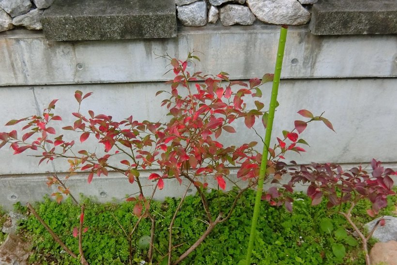 紅葉しているようなブルーベリーの葉っぱ