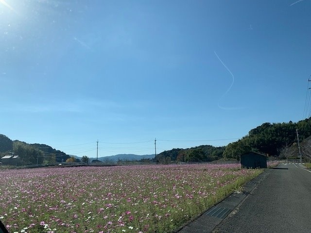 伊野南小中学校へ続く道沿いのコスモス畑