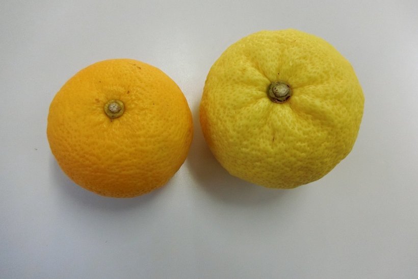 濃い黄色と薄い黄色の柚子