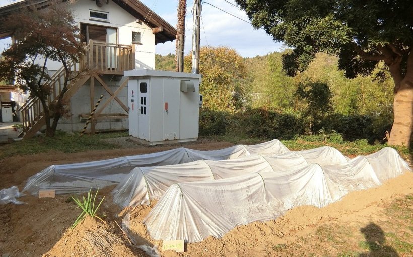 ビニールがかかった畝