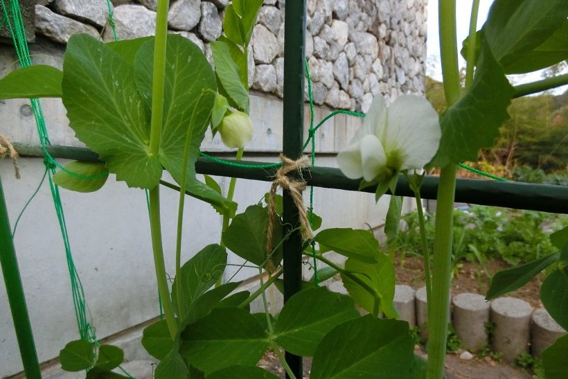 さやえんどうの白い花と蕾