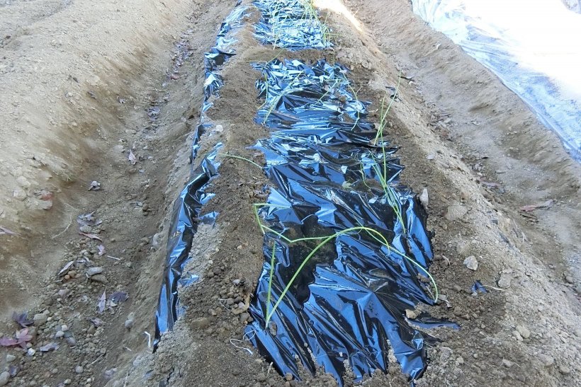 玉ねぎの苗を植えた畝