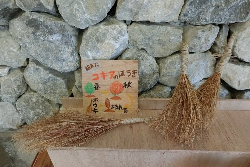 コキアのほうき