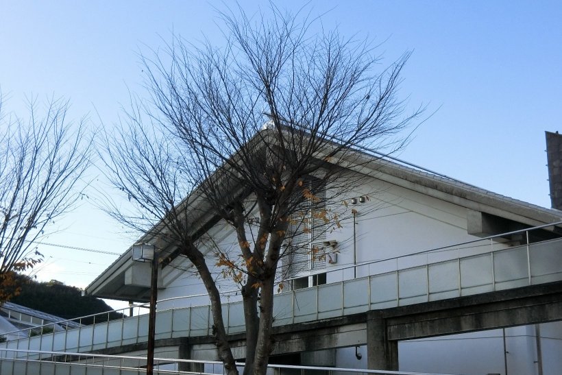 葉っぱが少なくなった木