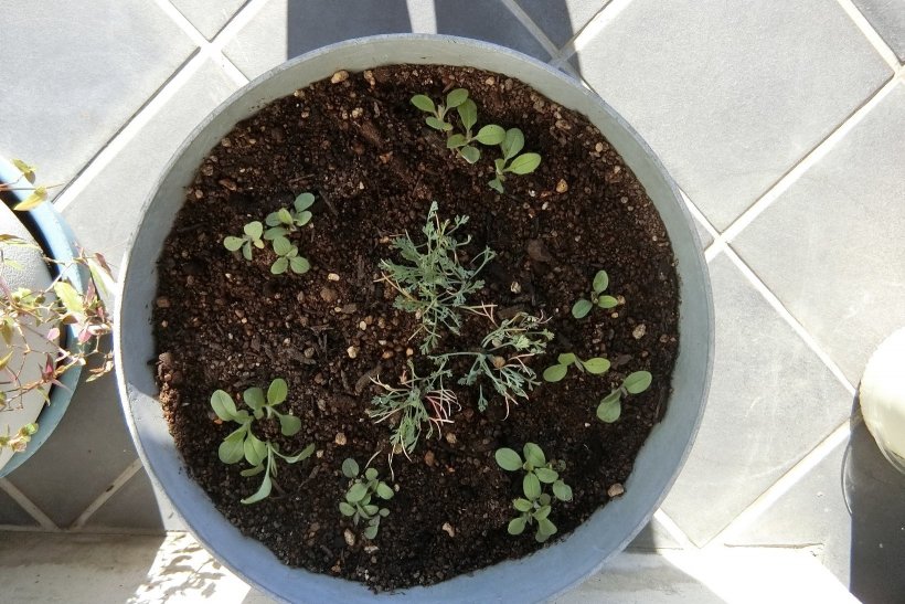 寄せ植えの写真