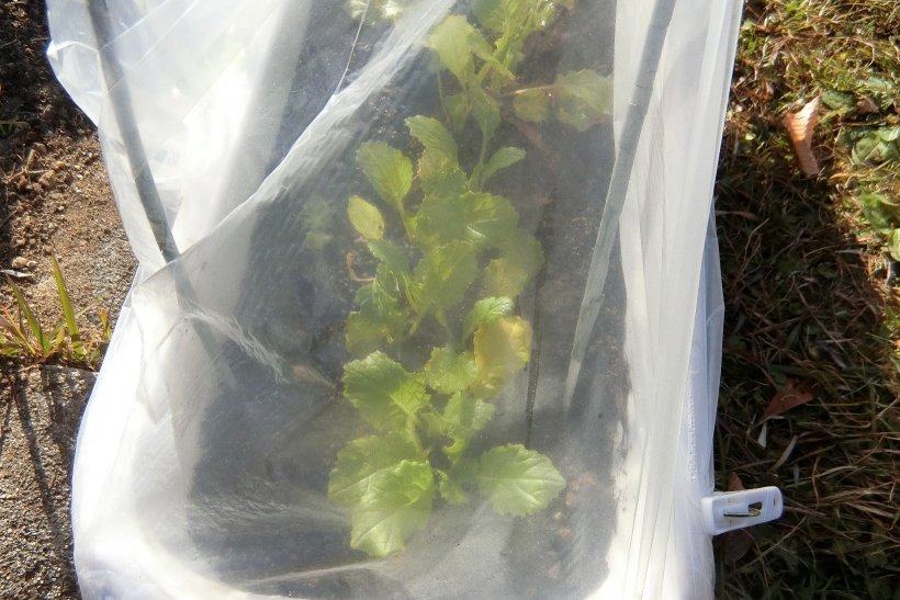 ビニールをかけたカブのプランター