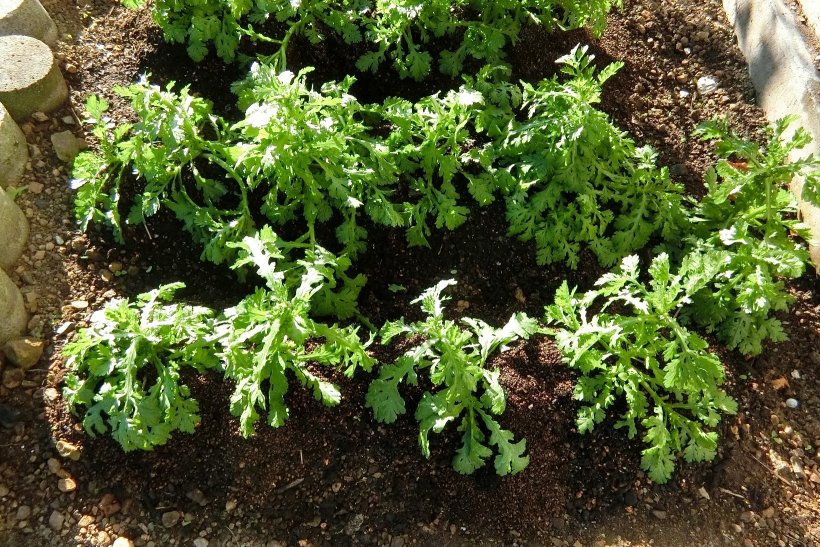 元気のない春菊