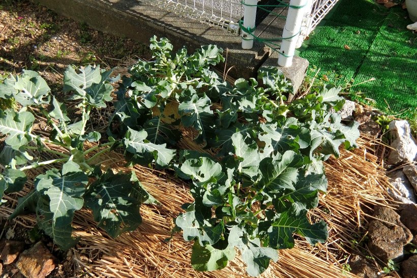 葉っぱが元気のないブロッコリー