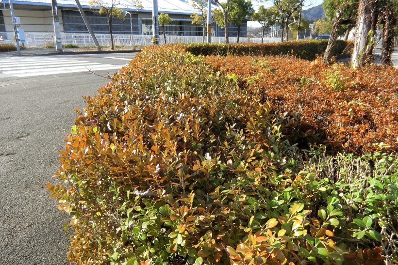 剪定前のサツキ