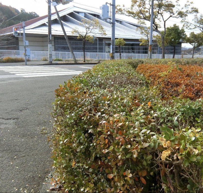 剪定後のサツキ