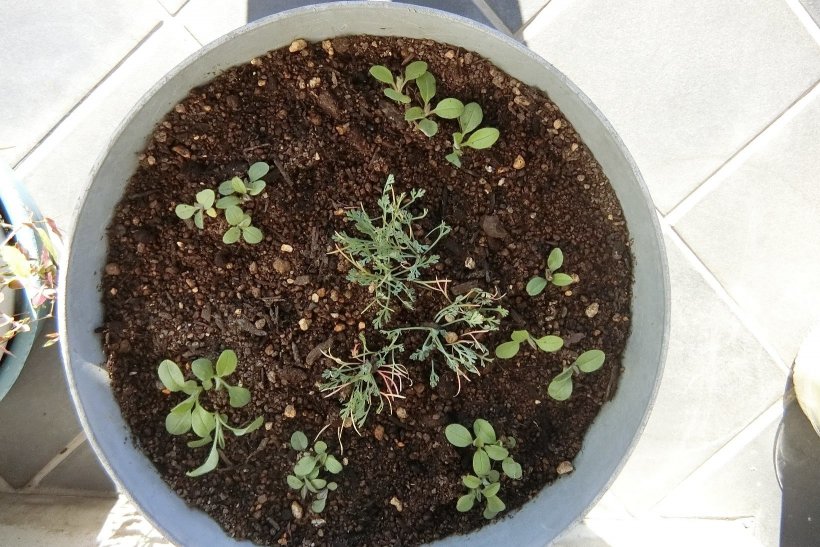 植え替えてすぐの花