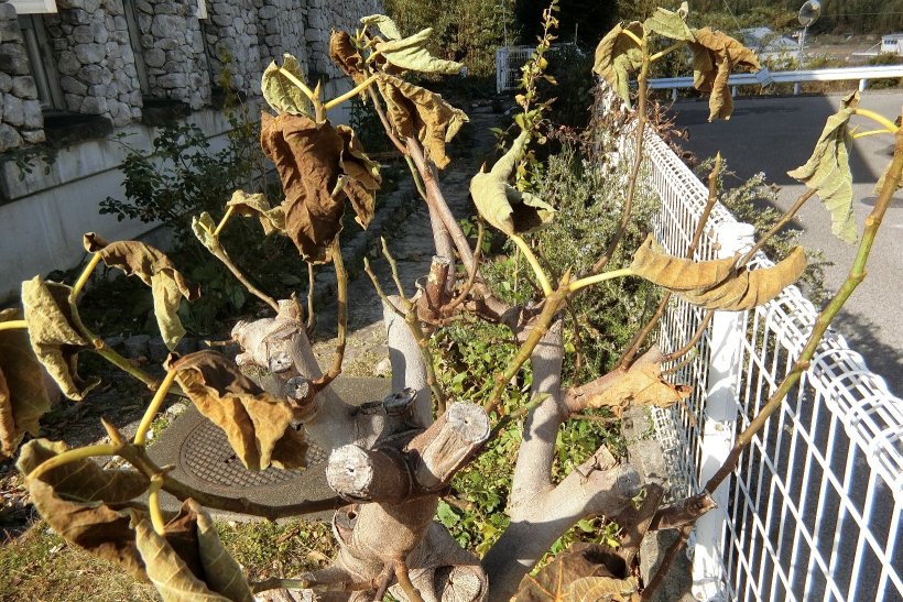 寒さで葉っぱが枯れた無花果の木