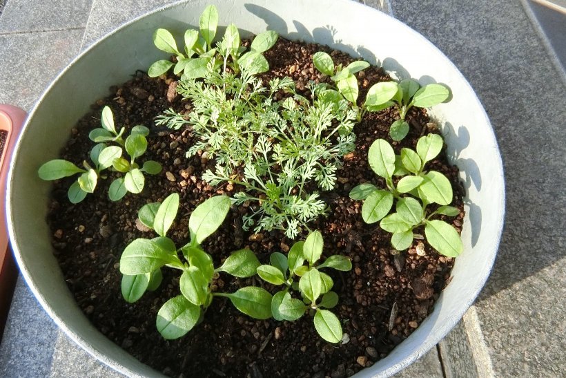 大きくなった鉢の中の花