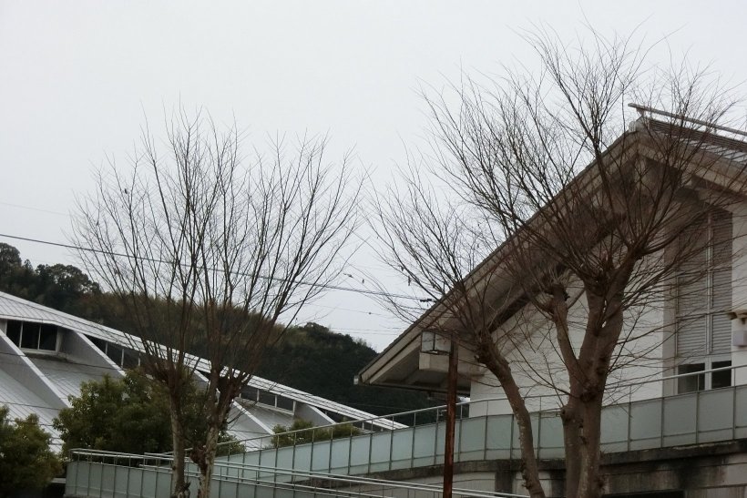 葉っぱがすっかりなくなった木