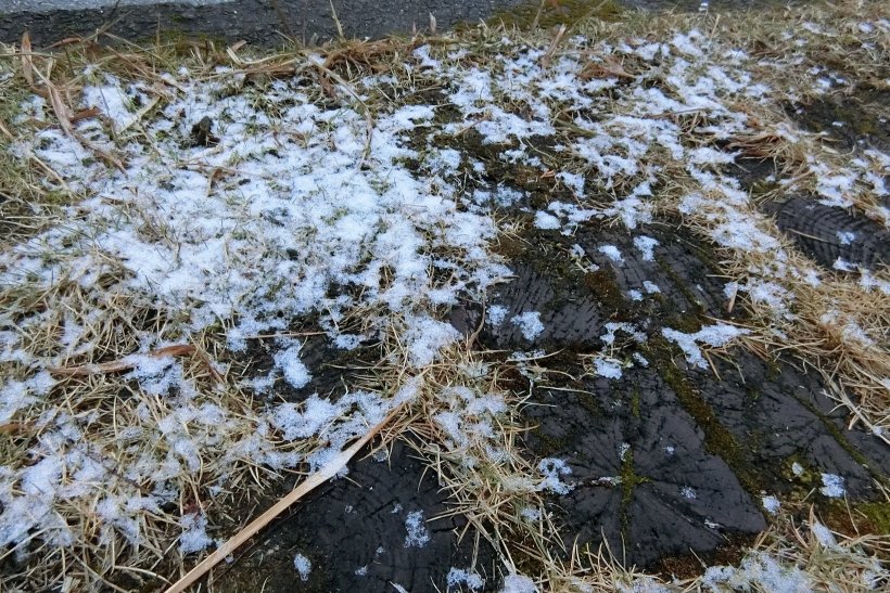 芝生に降りた雪
