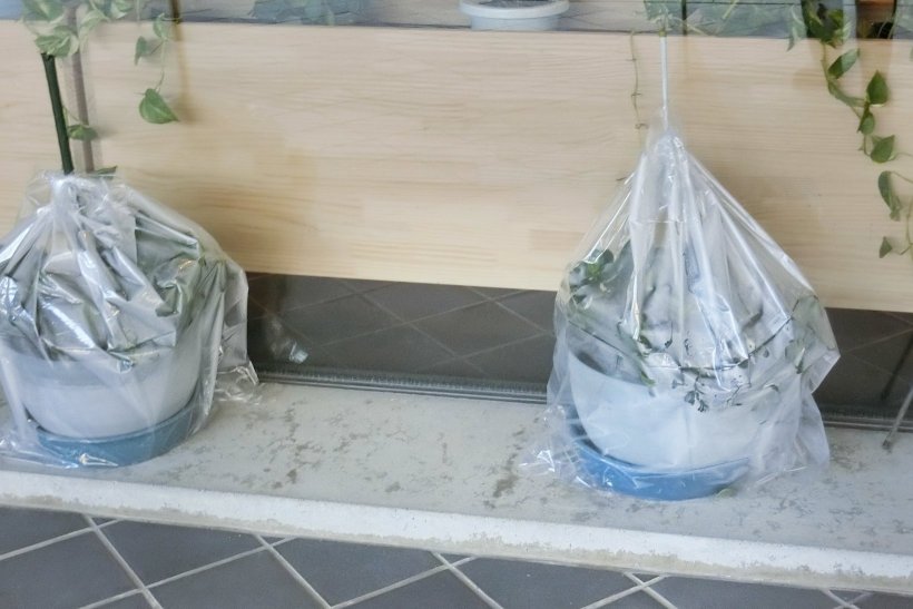 ビニールで覆われた花達