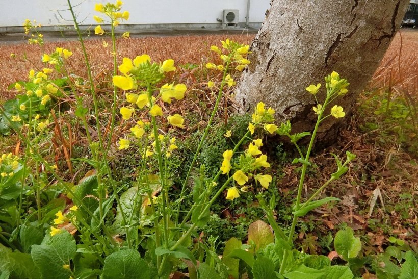 野生の菜の花