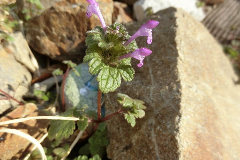 ほとけのざの花