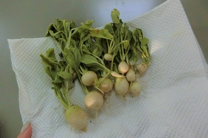 間引いたカブの写真