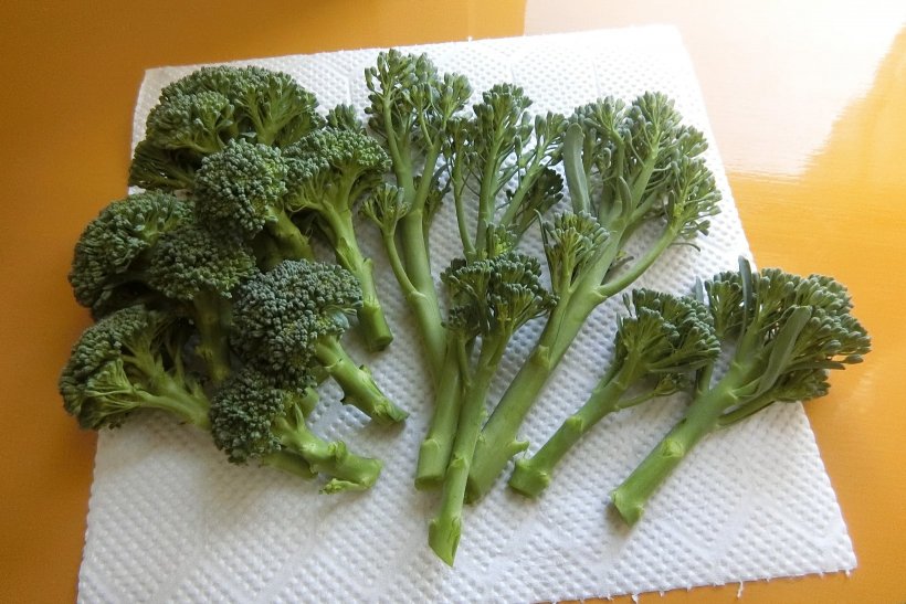 収穫第２弾ブロッコリー・茎ブロッコリー
