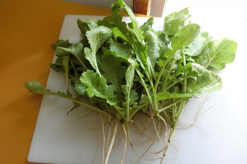 間引いた大根の葉っぱ