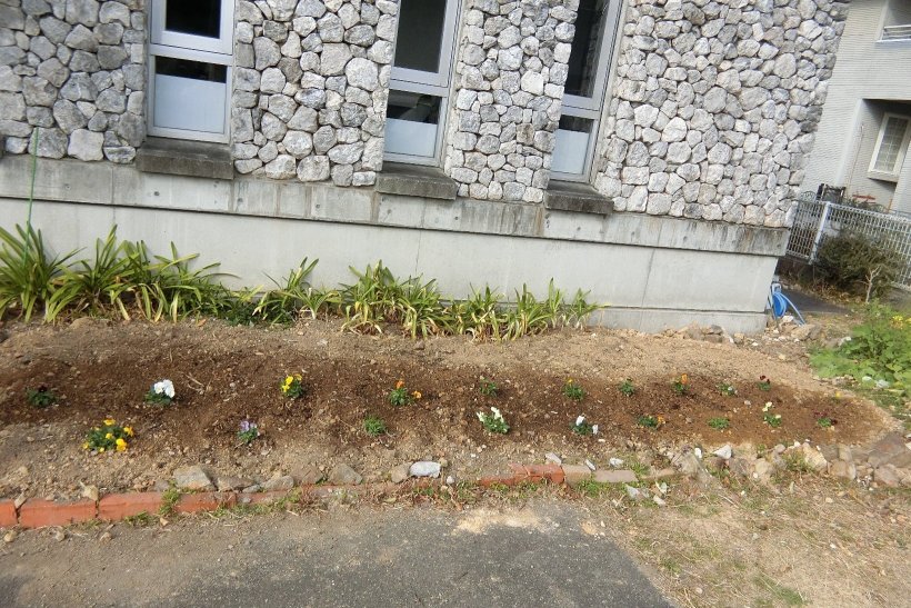 花壇に植えたパンジーとビオラ