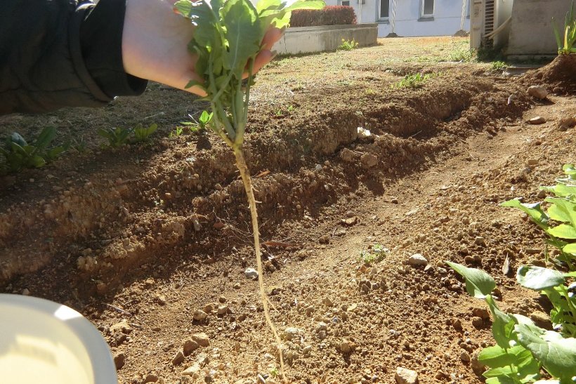 間引いた大根の写真