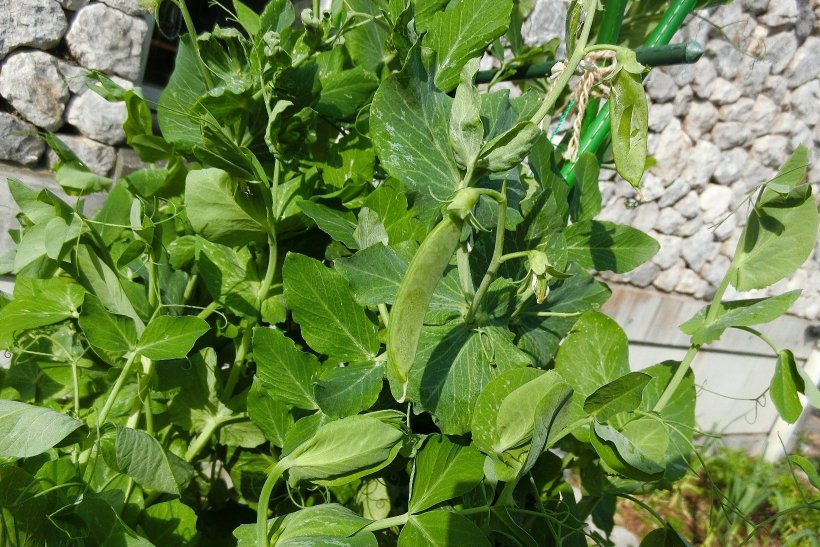 小さく実った絹さや