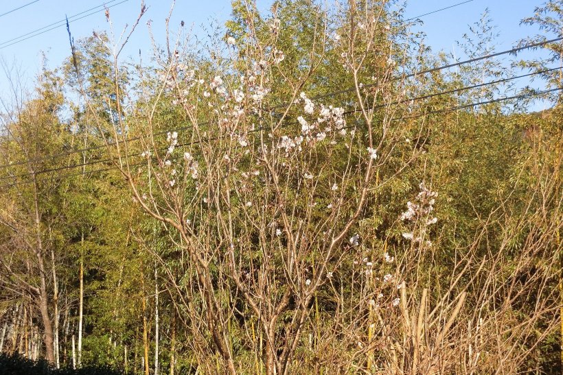 花が咲いている桜の木