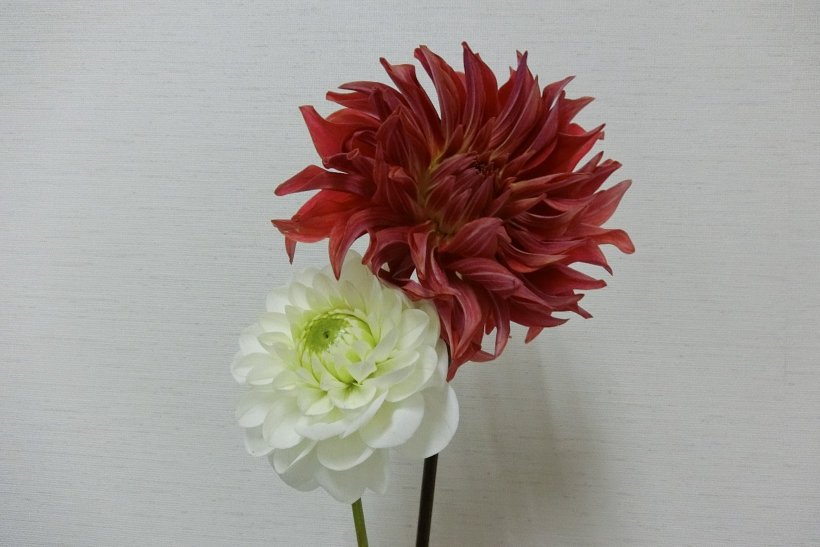 赤と白のお花